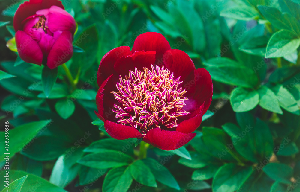 Fototapeta Red peonies blossoming in the garden. Shallow depth of field.