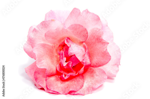 rose flower head isolated on white background cutout