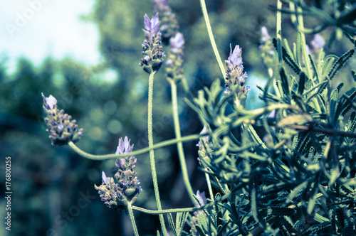 botanical green purple shadow black