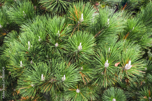 Green pine tree leaves close up. Fir tree leaves texture