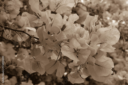 bougainvillea sepia white black wedding