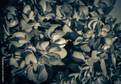 Selenium botanical abstract light shadow