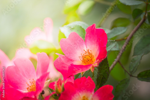 Roses in the garden