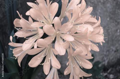 botanical pink soft white petals