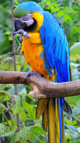 Ara ararauna - piękna piracka papuga, siedząca na gałęzi Stock | Stock