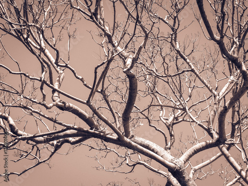 botanical pink abstract branches winter