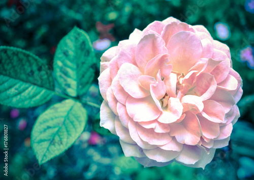 Botanical rose pink green floral nature