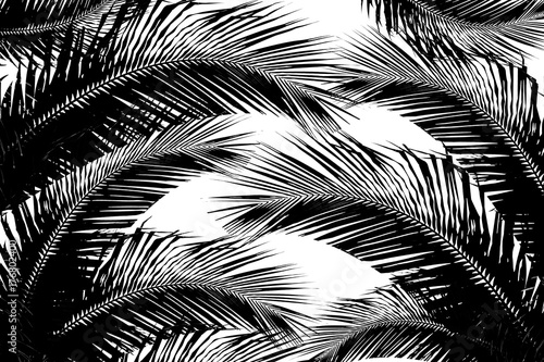 illustration with tree silhouette coconut leaves on white background. - Tropical Asia.