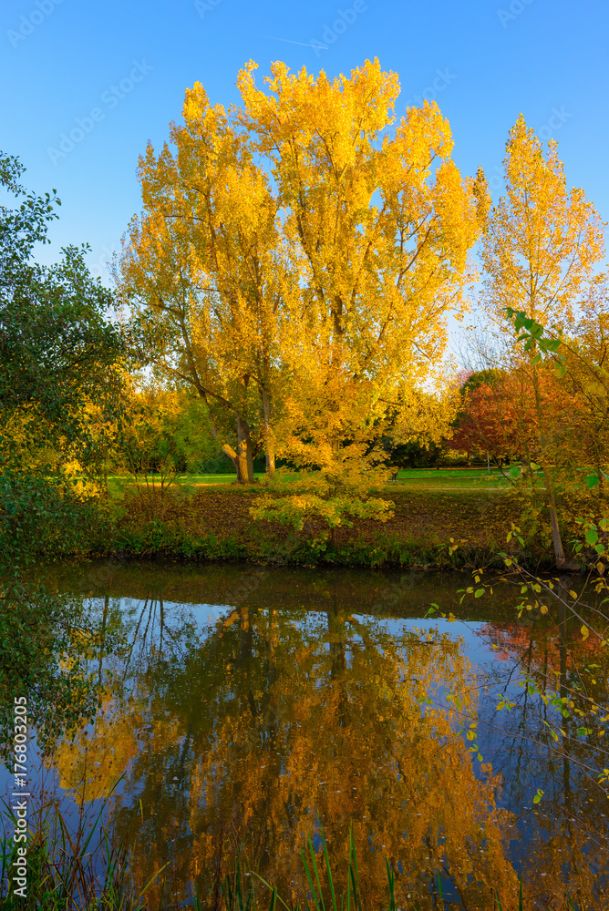 Obraz Jasny kolor odkryty krajobraz zdjęcie zrobione na słoneczny złoty październik jesienny dzień z żółtym drzewa odzwierciedlające na błękitne wody rzeki