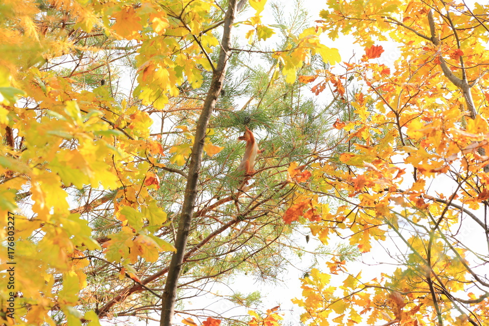 squirrel in the autumn forest on the branches of a coniferous tree squirrel in the autumn forest on the branches of a coniferous tree