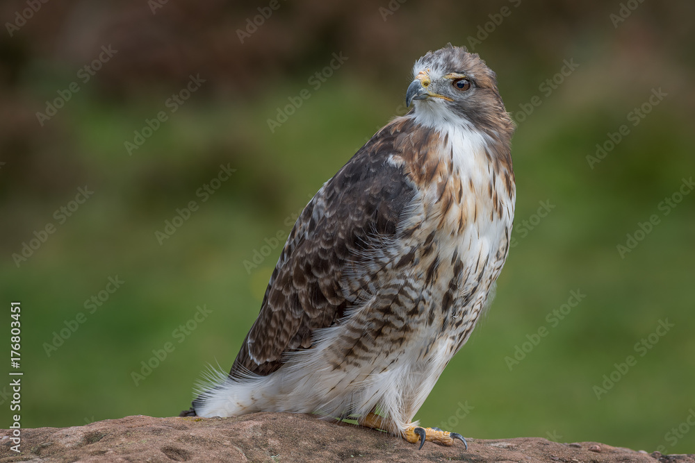 Full length portrait of a red tailed hawk perched on a rock and looking