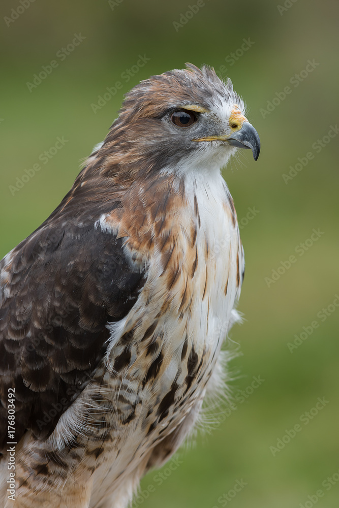Close up three quarter length portrait of a red tailed hawk looking to the right in upright vertical format Close up three quarter length portrait of a red tailed hawk looking to the right in upright vertical format