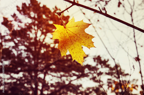 Yellow maple leaf as an photo