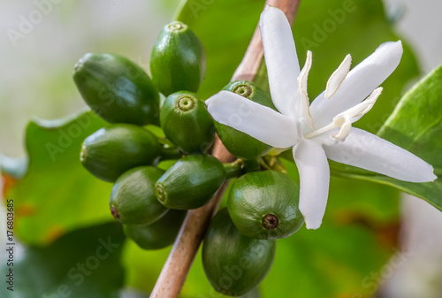 Obraz na plátně cerises vertes et fleur de caféier