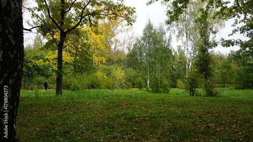 Nature forest