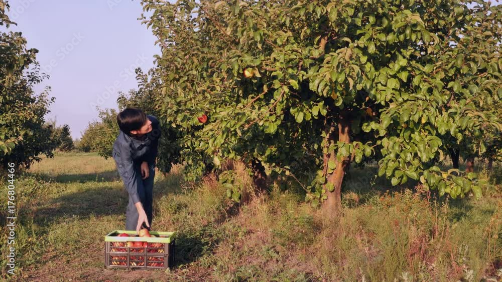 Happy young woman grower wearing overalls harvesting apples from the tree in garden at sunny day. Smiling worker working in orchard in autumn season morning sun rays Happy young woman grower wearing overalls harvesting apples from the tree in garden at sunny day. Smiling worker working in orchard in autumn season morning sun rays