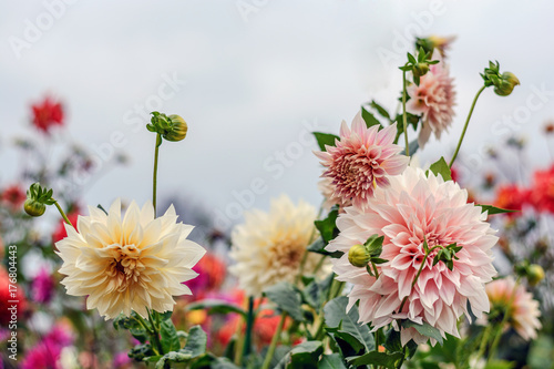 Fototapet flowers