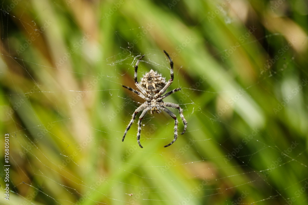 Orb Weaver Spider - eriophora transmarina Orb Weaver Spider - eriophora transmarina