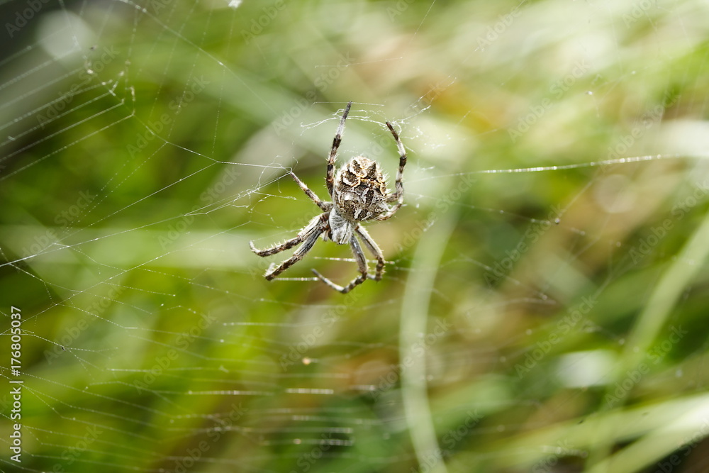 Orb Weaver Spider - eriophora transmarina Orb Weaver Spider - eriophora transmarina