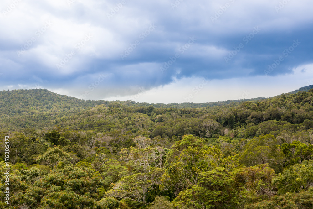 Australian Rain Forest Canopy