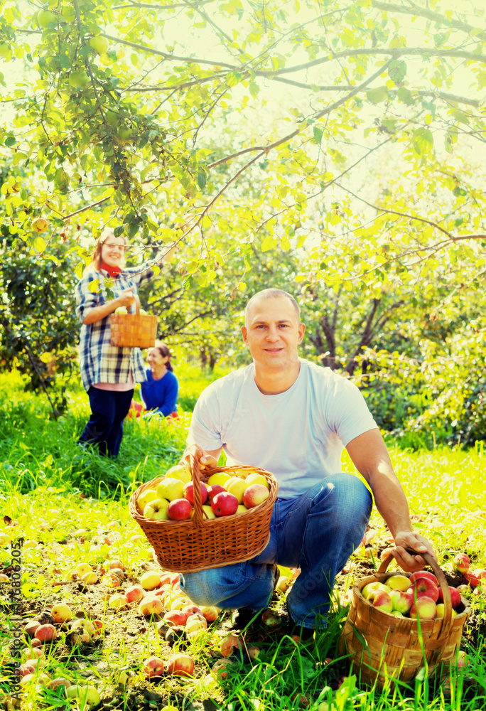 Obraz premium family gathers apples in garden