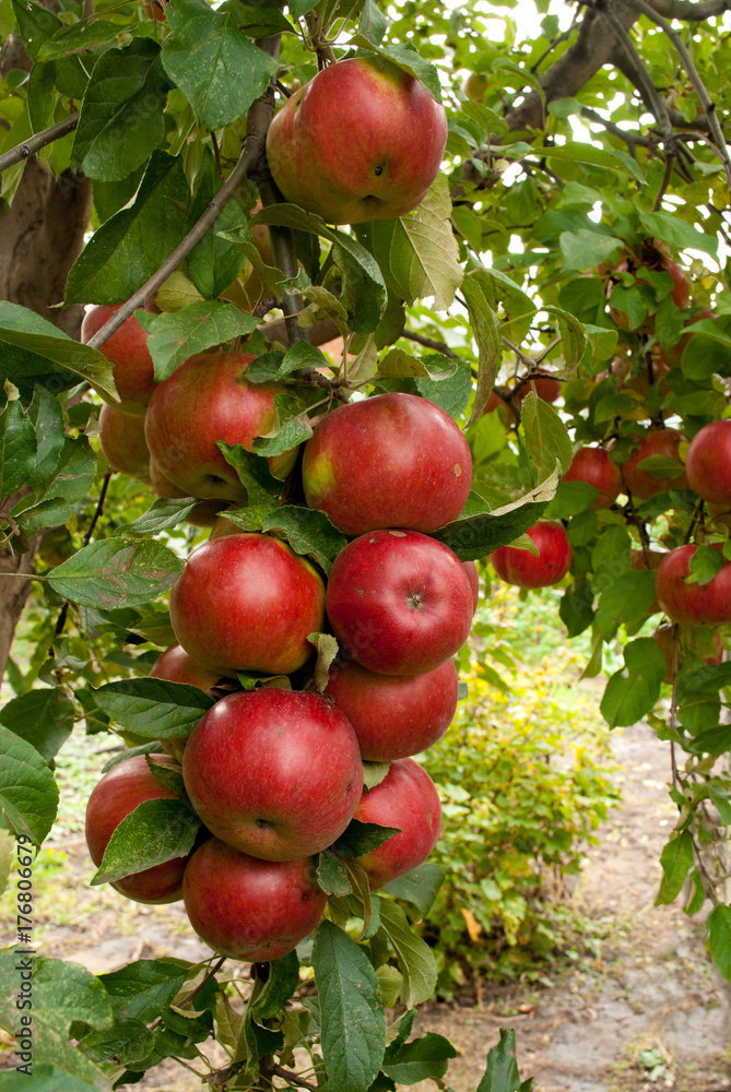 apple tree branch. crop apple tree branch. crop
