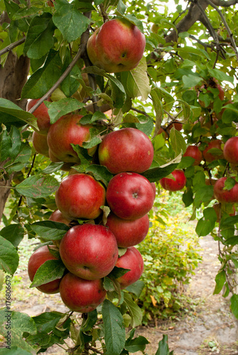 apple tree branch. crop