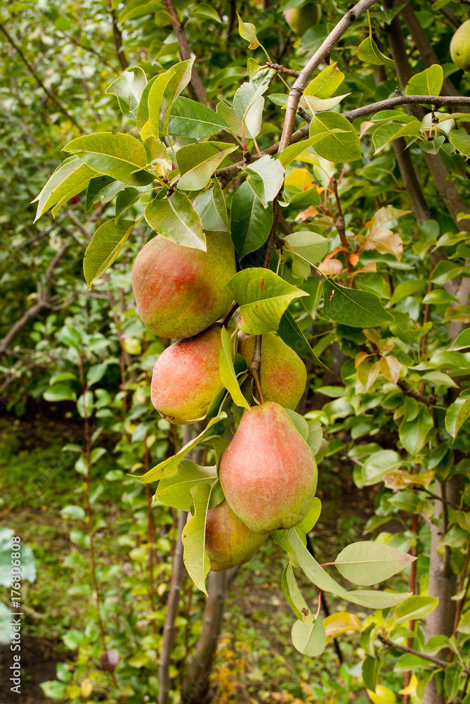 a branch of a pear crop a branch of a pear crop