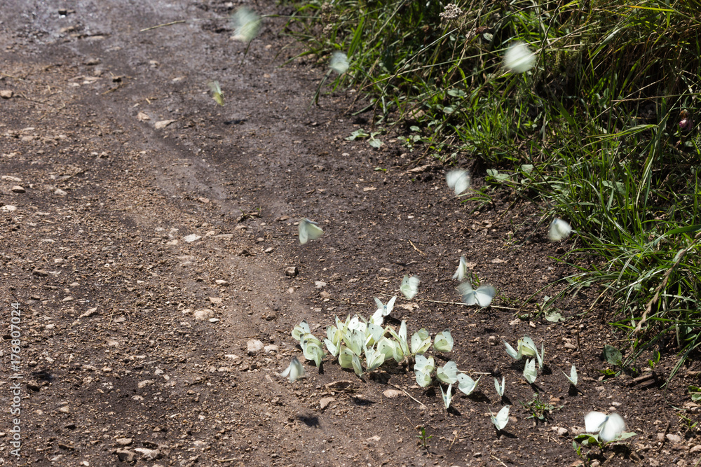 Obraz premium A view of a group of white, flying butterflies on the ground