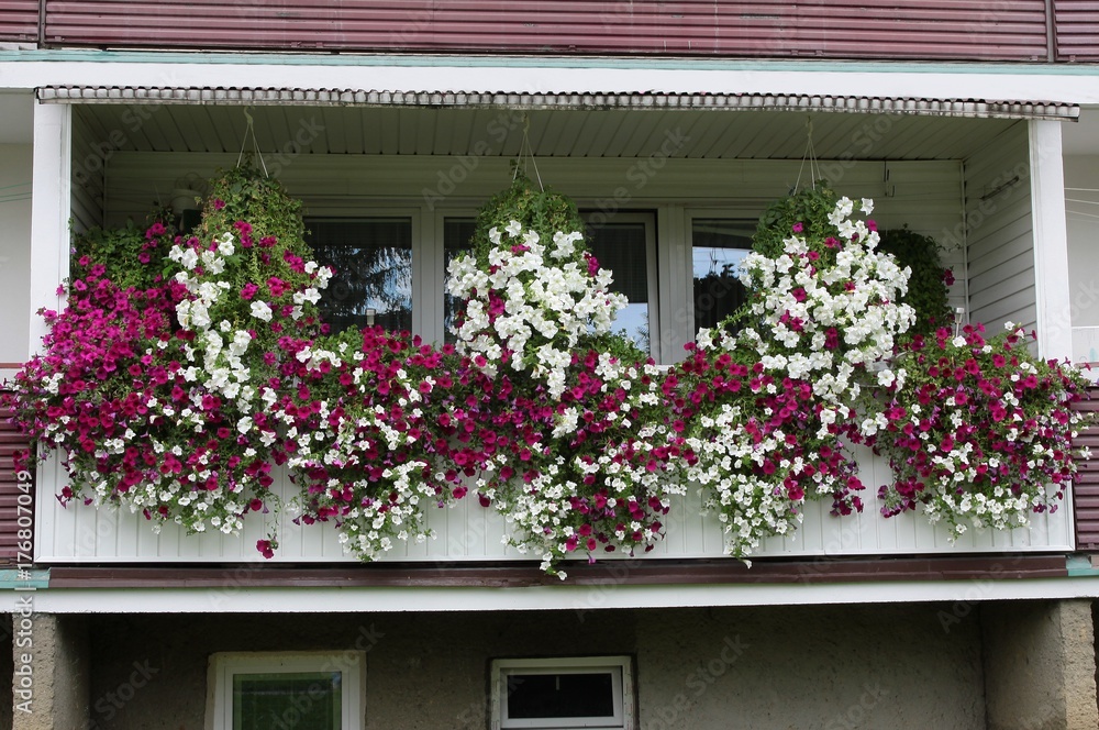 petunias  on balcony