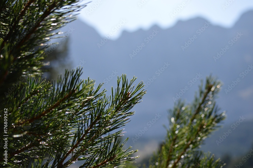 Naklejka premium Parque Faunistico de los Pirineos Lacuniacha