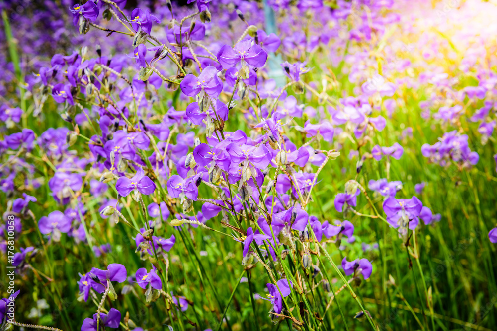 Crested serpent flower field Crested serpent flower field