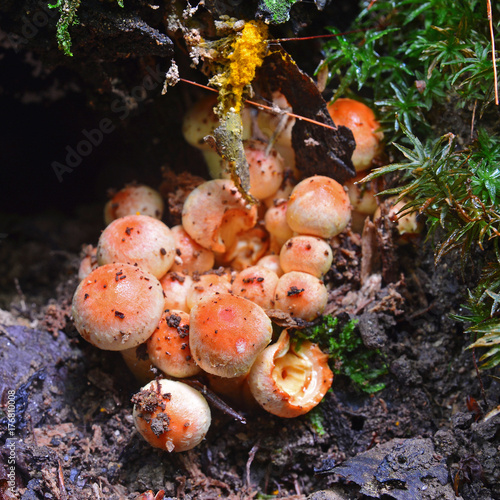 hypholoma fasciculare mushroom photo