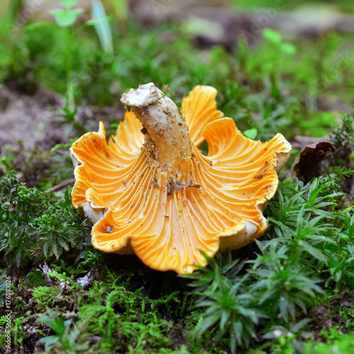 chanterelle, cantharellus cibarius mushroom