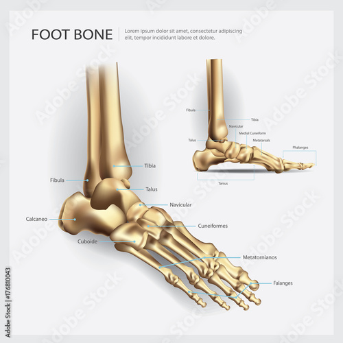 Foot Bone Anatomy Vector Illustration