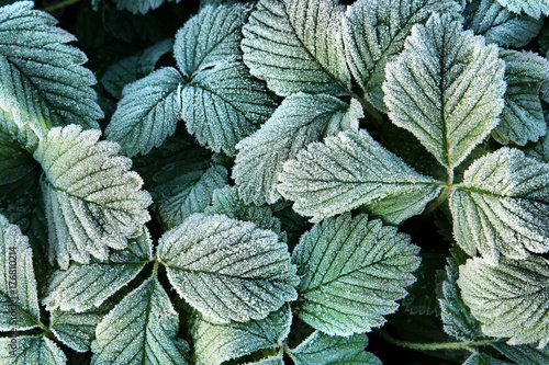 Natural autumn background with green frozen leaves in hoarfrost