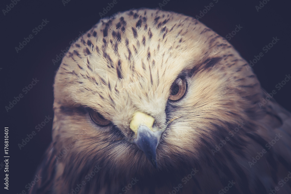 Buzzard StockFoto Adobe Stock