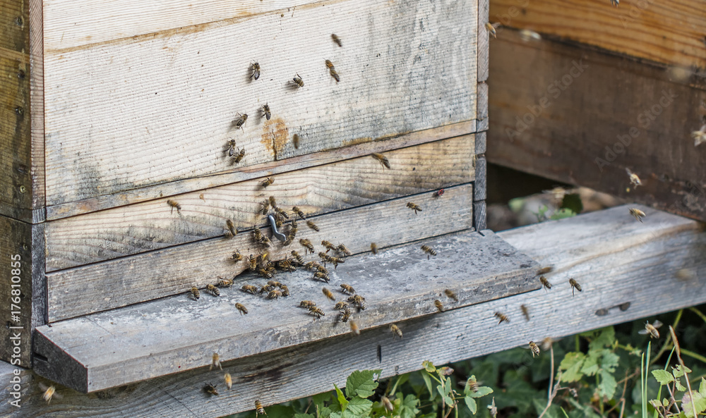 bees collecting flower pollen in a hive bees collecting flower pollen in a hive