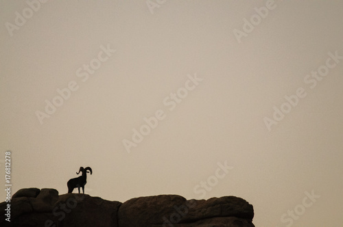 Photos Desert Bighorn Sheep standing on a rock at Dawn