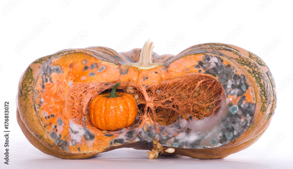 Rotten Pumpkin