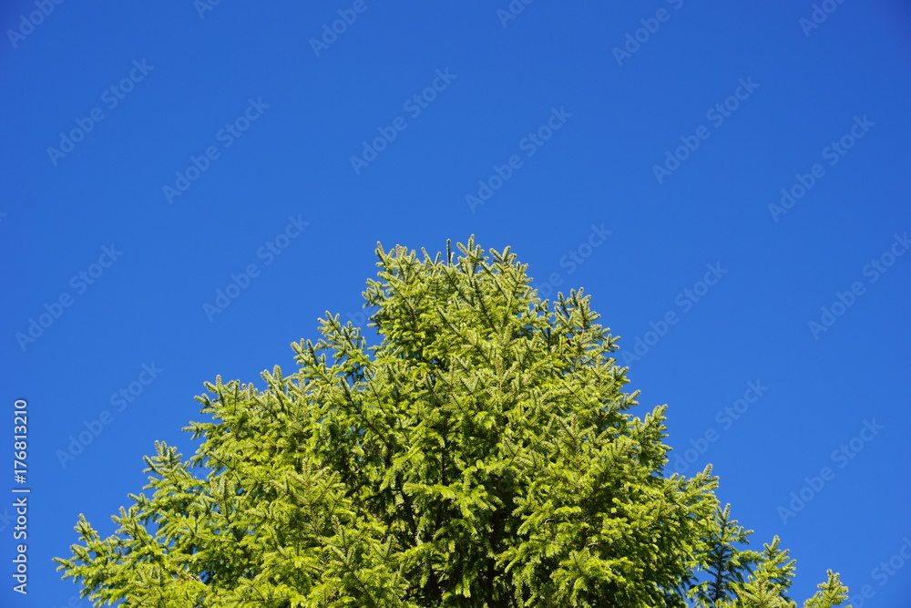 Fichtenkrone vor tiefblauen Himmel, Königsalm bei Kreuth, Bayern Fichtenkrone vor tiefblauen Himmel, Königsalm bei Kreuth, Bayern