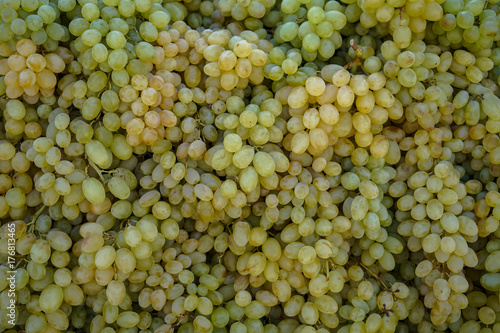 Piles of abundant fresh seasonal seedless green grapes background in local city fruit market