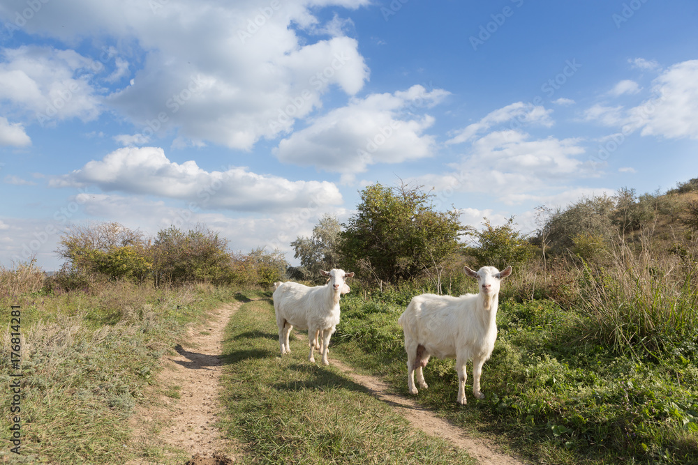 Obraz premium a herd of goats grazes on a meadow, green grass, a blue sky with clouds