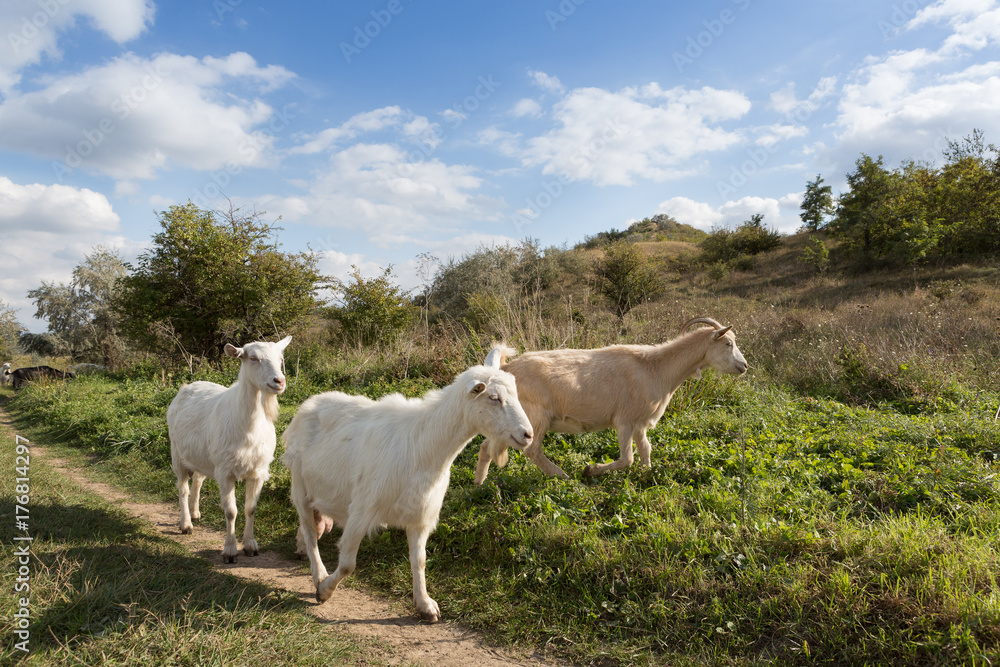a herd of goats grazes on a meadow, green grass, a blue sky with clouds a herd of goats grazes on a meadow, green grass, a blue sky with clouds