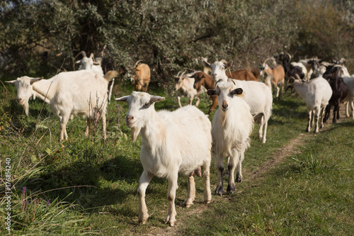 a herd of goats grazes on a meadow  green grass
