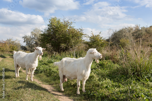 a herd of goats grazes on a meadow, green grass, a blue sky with clouds