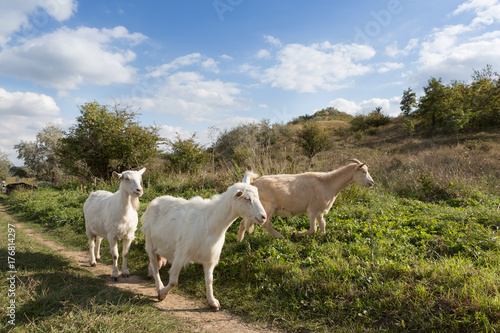 a herd of goats grazes on a meadow, green grass, a blue sky with clouds