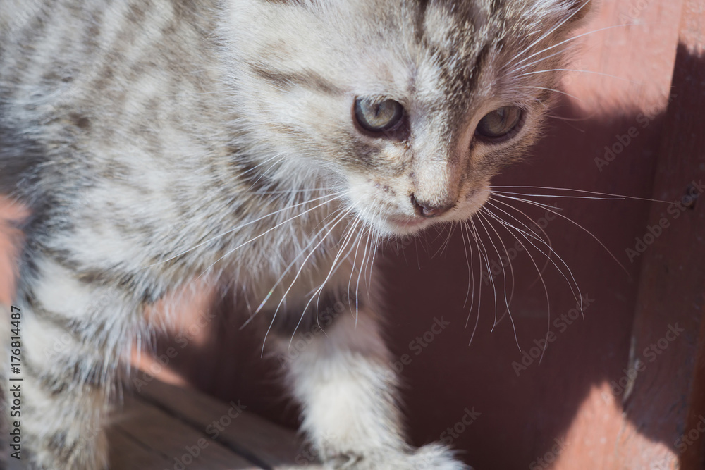 Striped Tabby Kitten Portrait