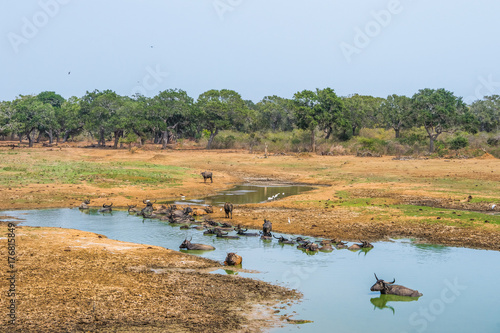 Waterhole in Uda walawe national park with the herd of wild asian buffalo (Bubalus arnee), Sri Lanka. photo