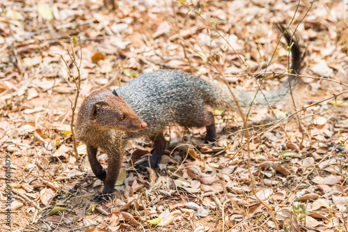 Ruddy mongoose (Herpestes smithii), Yala national park, Sri Lanka.